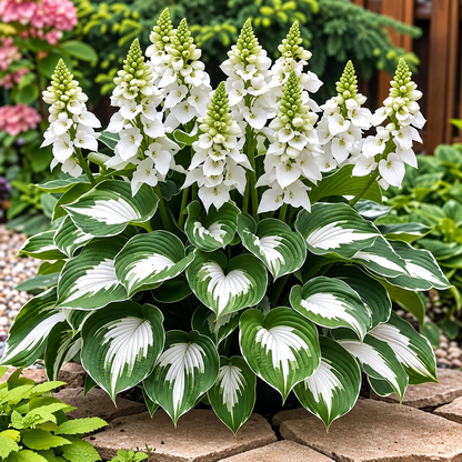 🔥Premium Rare Hosta Seeds🌿Shade-Tolerant Plant