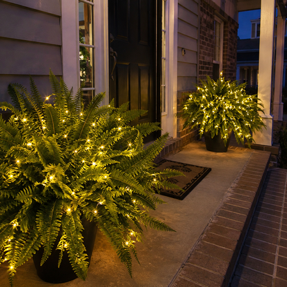 💛Glowing Boston Ferns – 🌿 Zero Watering, Zero Maintenance
