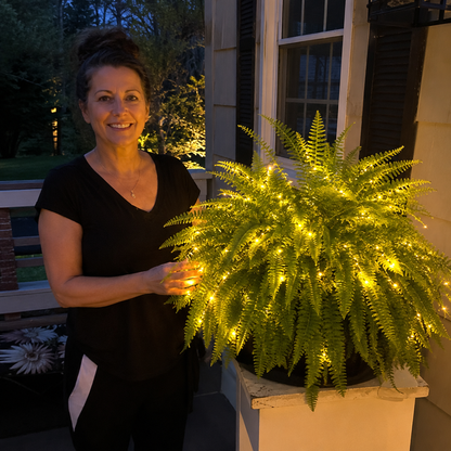 💛Glowing Boston Ferns – 🌿 Zero Watering, Zero Maintenance
