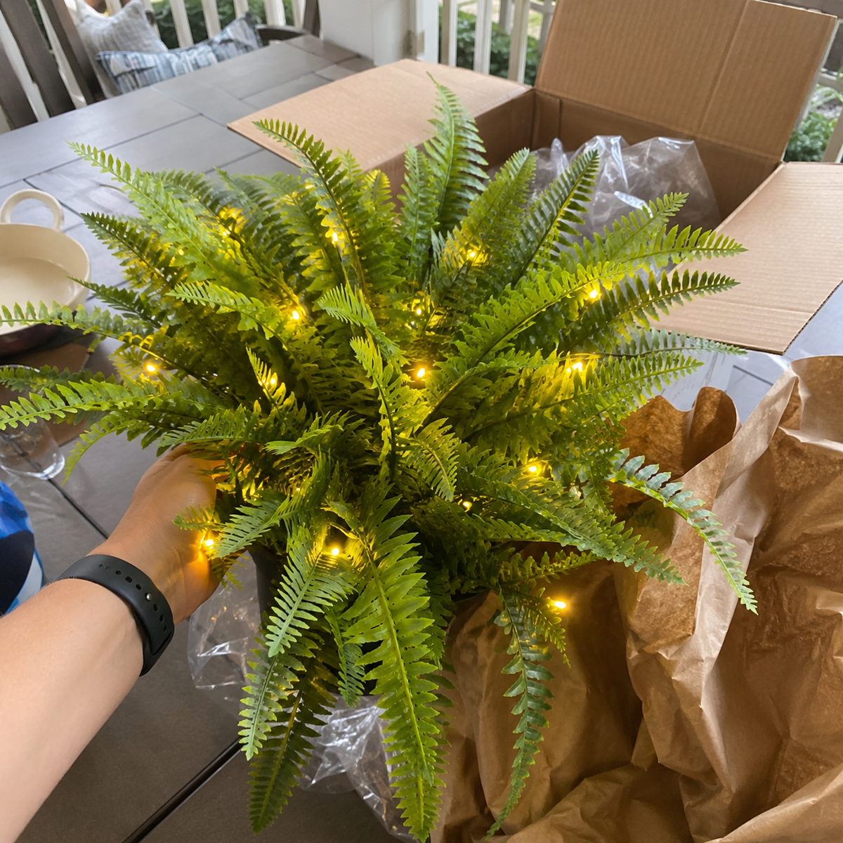 💛Glowing Boston Ferns – 🌿 Zero Watering, Zero Maintenance