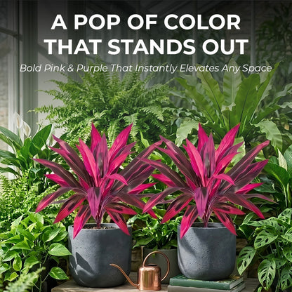 Artificial Boston Fern and Dragon Blood Tree Fake Plants