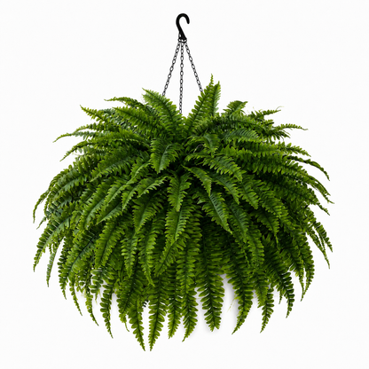 💛Glowing Boston Ferns – 🌿 Zero Watering, Zero Maintenance