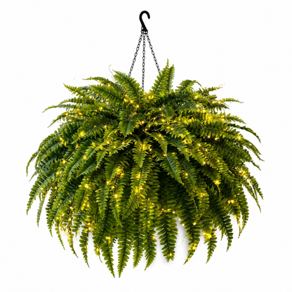 💛Glowing Boston Ferns – 🌿 Zero Watering, Zero Maintenance